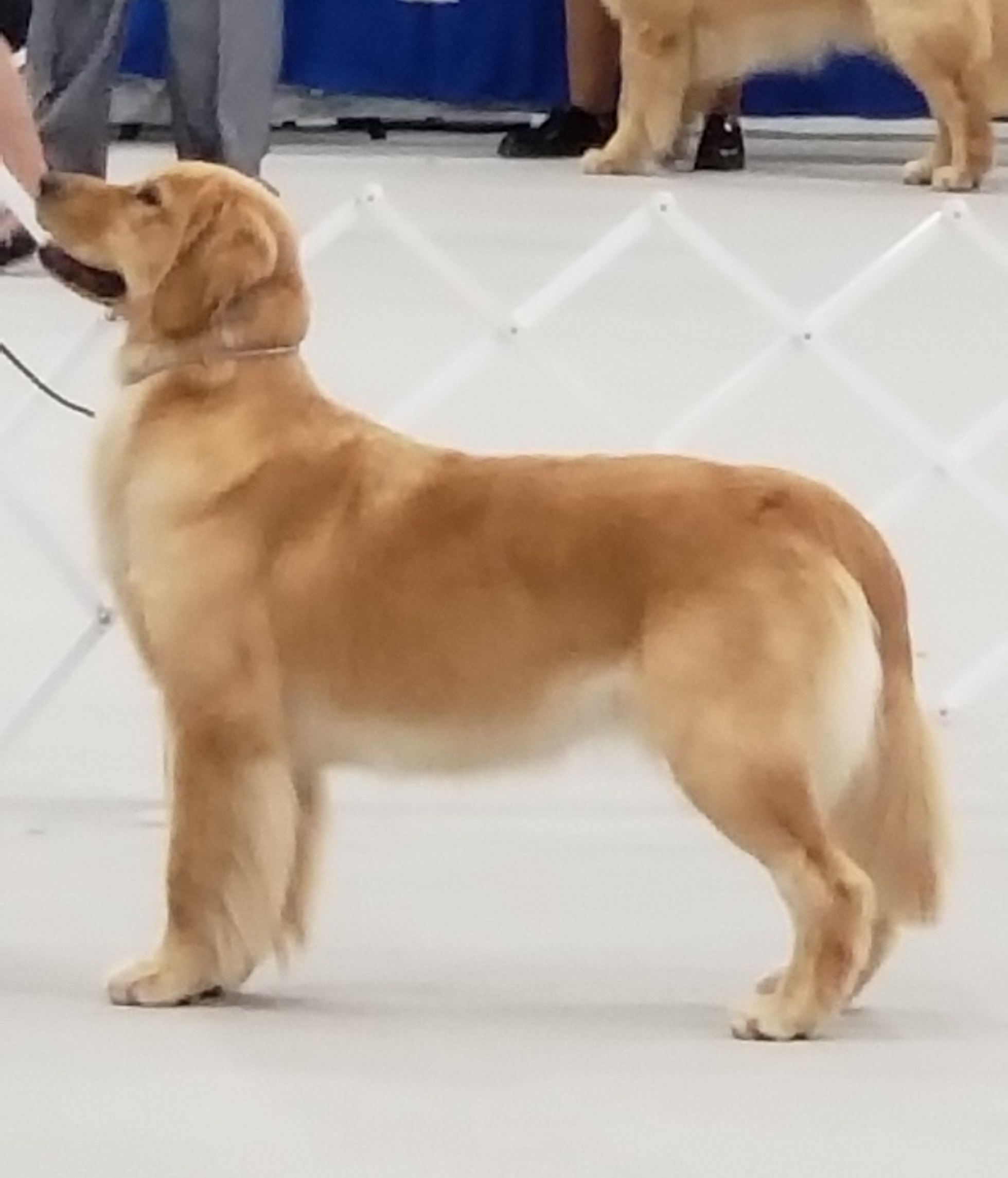 Casey's All Dolled Up